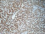 AK2 Antibody in Immunohistochemistry (Paraffin) (IHC (P))