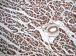 AK2 Antibody in Immunohistochemistry (Paraffin) (IHC (P))