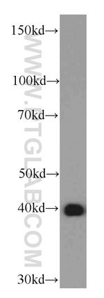 OXA1L Antibody in Western Blot (WB)