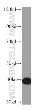 OXA1L Antibody in Western Blot (WB)