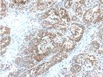 ARG1 Antibody in Immunohistochemistry (Paraffin) (IHC (P))