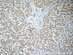 ARG1 Antibody in Immunohistochemistry (Paraffin) (IHC (P))