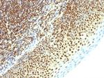 SUMO-2 Antibody in Immunohistochemistry (Paraffin) (IHC (P))