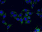 RPL3 Antibody in Immunocytochemistry (ICC/IF)