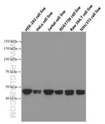 RPL3 Antibody in Western Blot (WB)