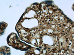 RPL3 Antibody in Immunohistochemistry (Paraffin) (IHC (P))