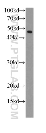 RPL3 Antibody in Western Blot (WB)