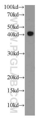 RPL3 Antibody in Western Blot (WB)