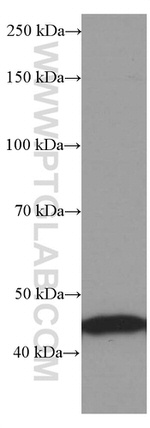 RPL3 Antibody in Western Blot (WB)