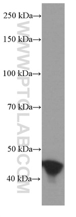 RPL3 Antibody in Western Blot (WB)