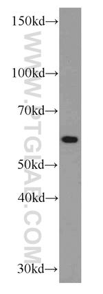 RBPJ Antibody in Western Blot (WB)