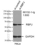 RBPJ Antibody in Western Blot (WB)