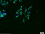 Amylase alpha Antibody in Immunocytochemistry (ICC/IF)