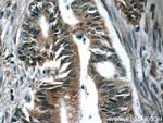 Amylase alpha Antibody in Immunohistochemistry (Paraffin) (IHC (P))