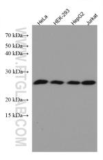 GOSR2/Membrin Antibody in Western Blot (WB)