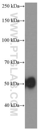 Alpha-1-Antitrypsin Antibody in Western Blot (WB)