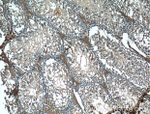 BBS5 Antibody in Immunohistochemistry (Paraffin) (IHC (P))