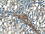 BBS5 Antibody in Immunohistochemistry (Paraffin) (IHC (P))