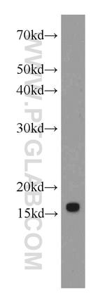 IFITM2 Antibody in Western Blot (WB)