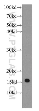 IFITM2 Antibody in Western Blot (WB)