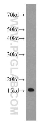 IFITM2 Antibody in Western Blot (WB)