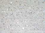 C9orf72 Antibody in Immunohistochemistry (Paraffin) (IHC (P))