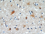 C9orf72 Antibody in Immunohistochemistry (Paraffin) (IHC (P))