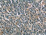 IL-4 Antibody in Immunohistochemistry (Paraffin) (IHC (P))