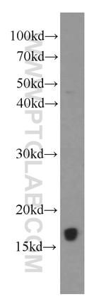 IL-4 Antibody in Western Blot (WB)