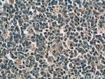 IL9 Antibody in Immunohistochemistry (Paraffin) (IHC (P))