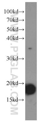 IL9 Antibody in Western Blot (WB)