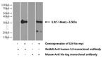 IL9 Antibody in Western Blot (WB)