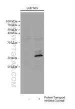 IL-6 Antibody in Western Blot (WB)