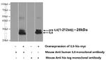 IL-6 Antibody in Western Blot (WB)