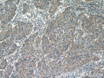 IL-6 Antibody in Immunohistochemistry (Paraffin) (IHC (P))