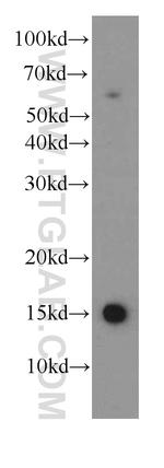 HBE1 Antibody in Western Blot (WB)