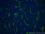 CD146/MCAM Antibody in Immunohistochemistry (PFA fixed) (IHC (PFA))