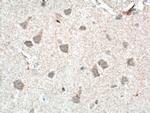 NUMBL Antibody in Immunohistochemistry (Paraffin) (IHC (P))