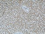 C3/C3b/C3c Antibody in Immunohistochemistry (Paraffin) (IHC (P))