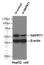 NAPRT1 Antibody in Western Blot (WB)