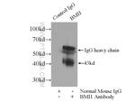 BMI1 Antibody in Immunoprecipitation (IP)