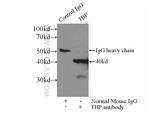 TBP Antibody in Immunoprecipitation (IP)