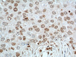 TBP Antibody in Immunohistochemistry (Paraffin) (IHC (P))