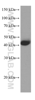 TBP Antibody in Western Blot (WB)