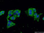 Caspase 9/p35/p10 Antibody in Immunocytochemistry (ICC/IF)