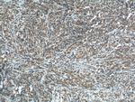 Caspase 9/p35/p10 Antibody in Immunohistochemistry (Paraffin) (IHC (P))