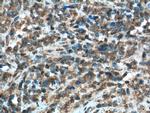 Caspase 9/p35/p10 Antibody in Immunohistochemistry (Paraffin) (IHC (P))