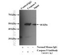 Caspase 9/p35/p10 Antibody in Immunoprecipitation (IP)