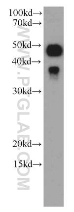 Caspase 9/p35/p10 Antibody in Western Blot (WB)