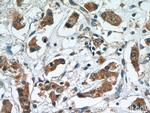 RCAS1 Antibody in Immunohistochemistry (Paraffin) (IHC (P))